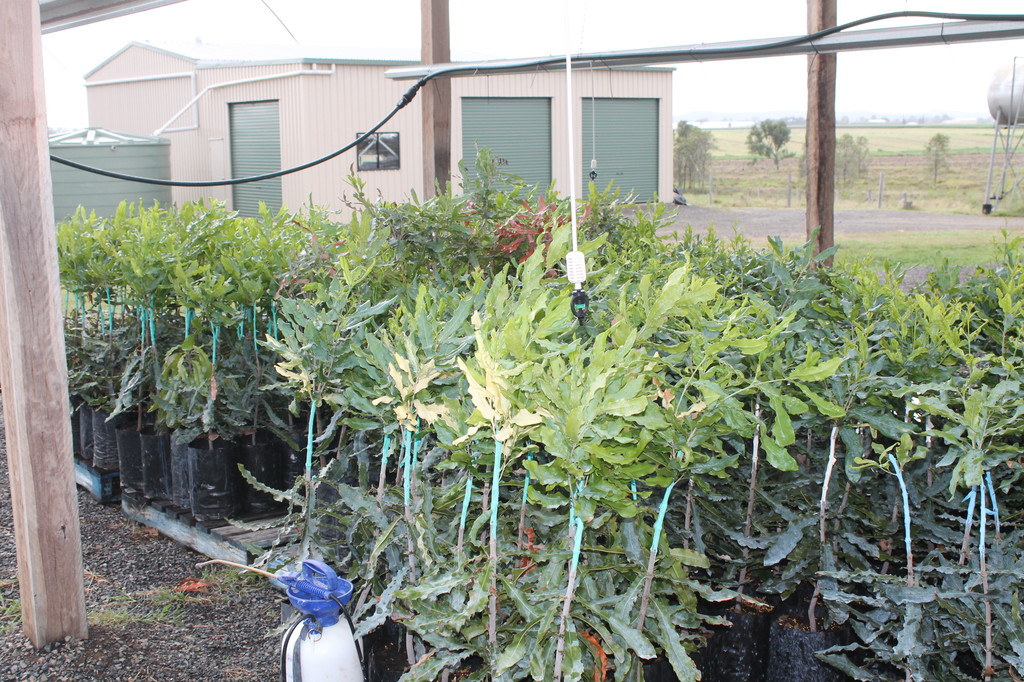 256A DRINAN ROAD, DRINAN, 4671