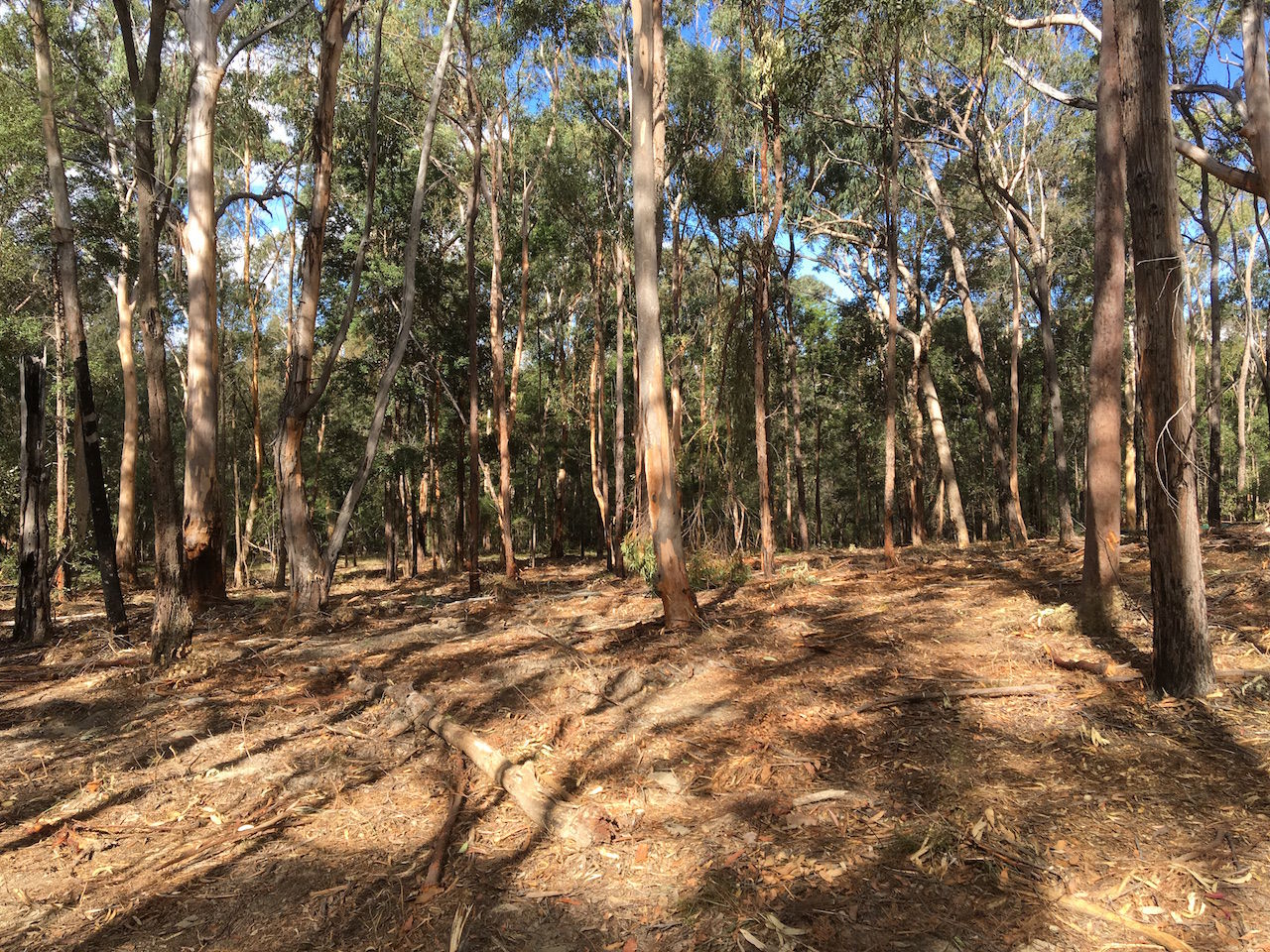 1006A COMLEROY ROAD, KURRAJONG, 2758