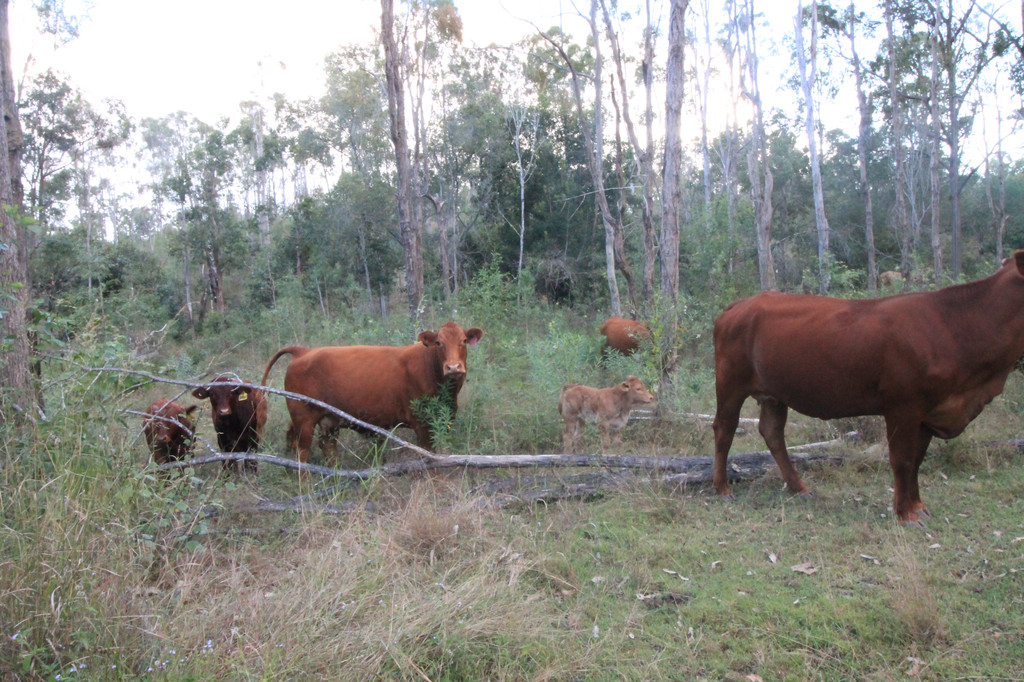 249 STRONACHS ROAD, WALLAVILLE, 4671