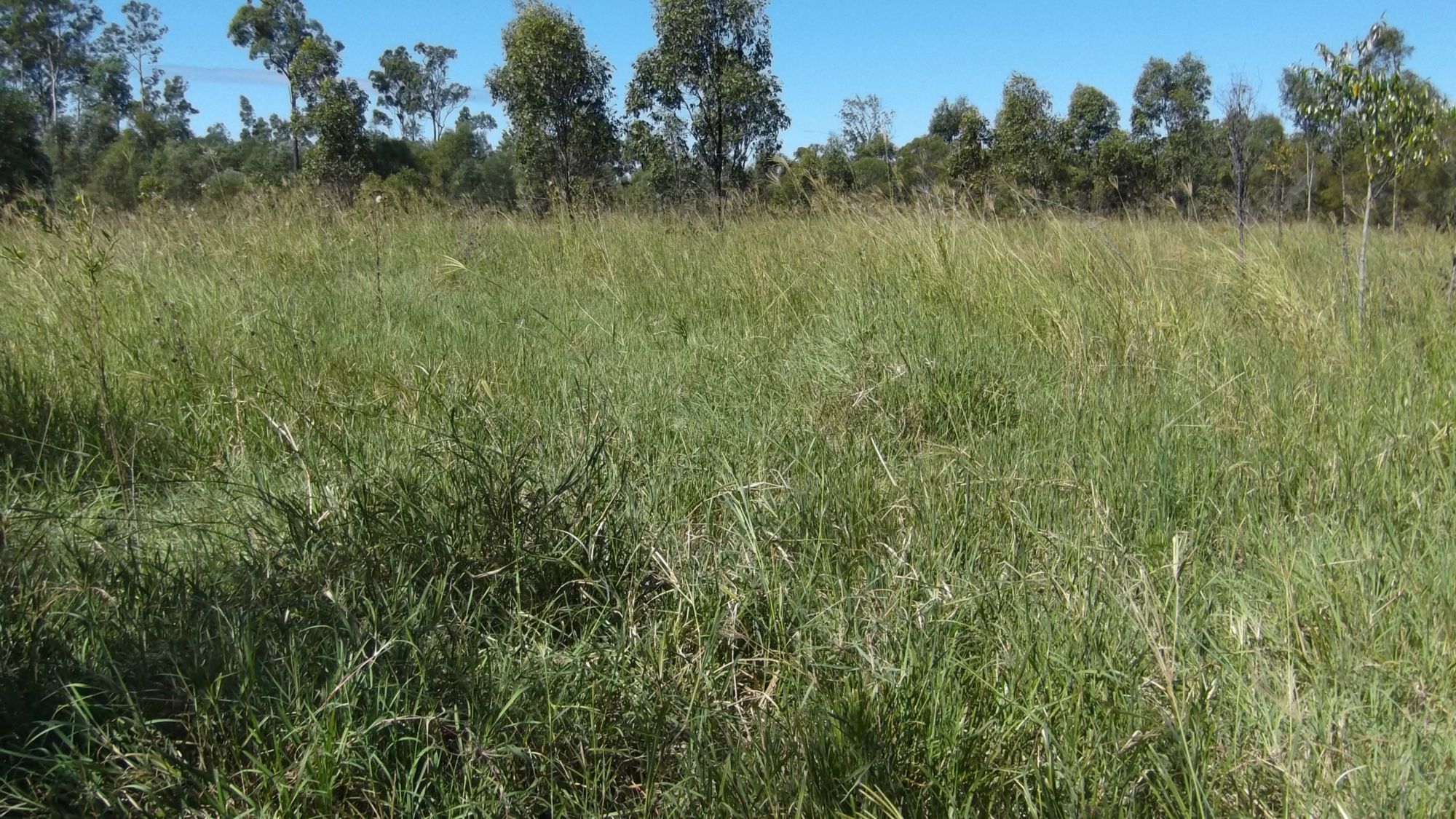 359 RAILWAY ROAD, BOOYAL, 4671