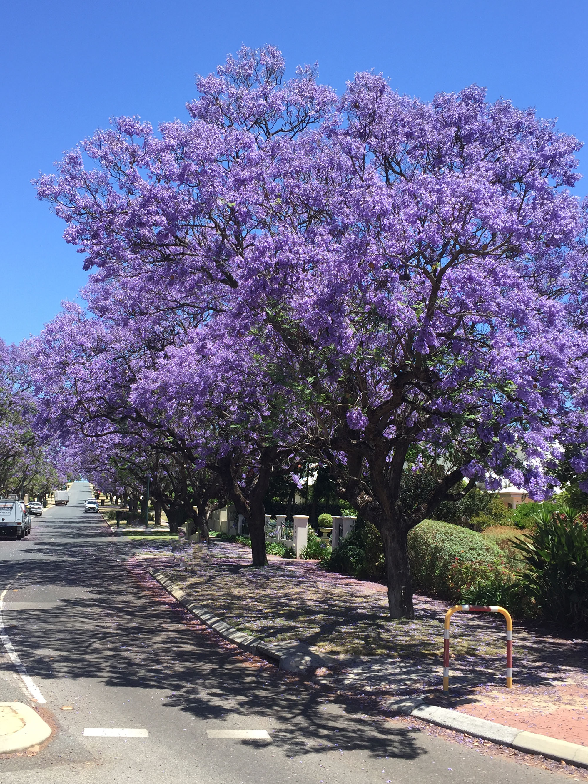 2/16 STRICKLAND STREET, SOUTH PERTH, 6151