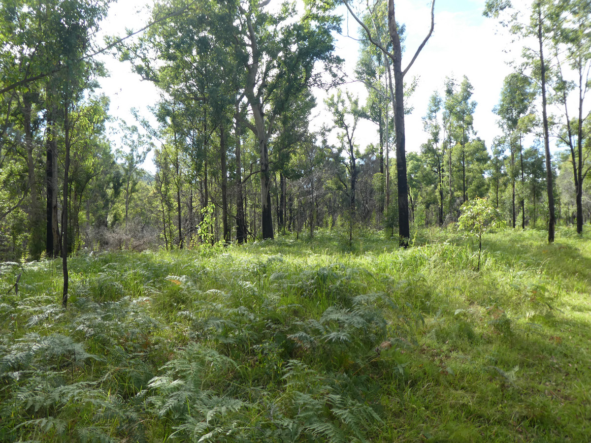 876 PHILLIPS SWAMP ROAD, BUSBYS FLAT, 2469