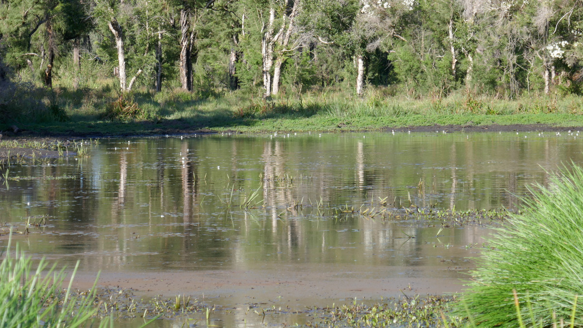 400 PHILLIPS SWAMP ROAD, BUSBYS FLAT, 2469