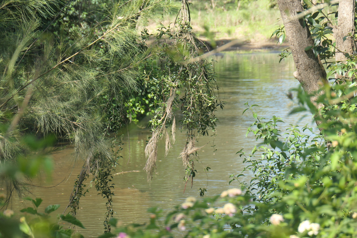 529 FARM ROAD, BONALBO, 2469