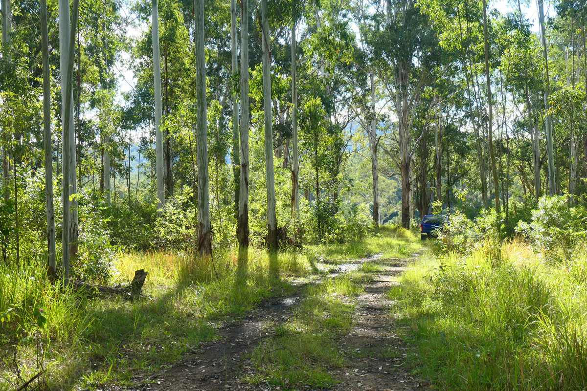 146 MILLS ROAD, BEAN CREEK, 2469