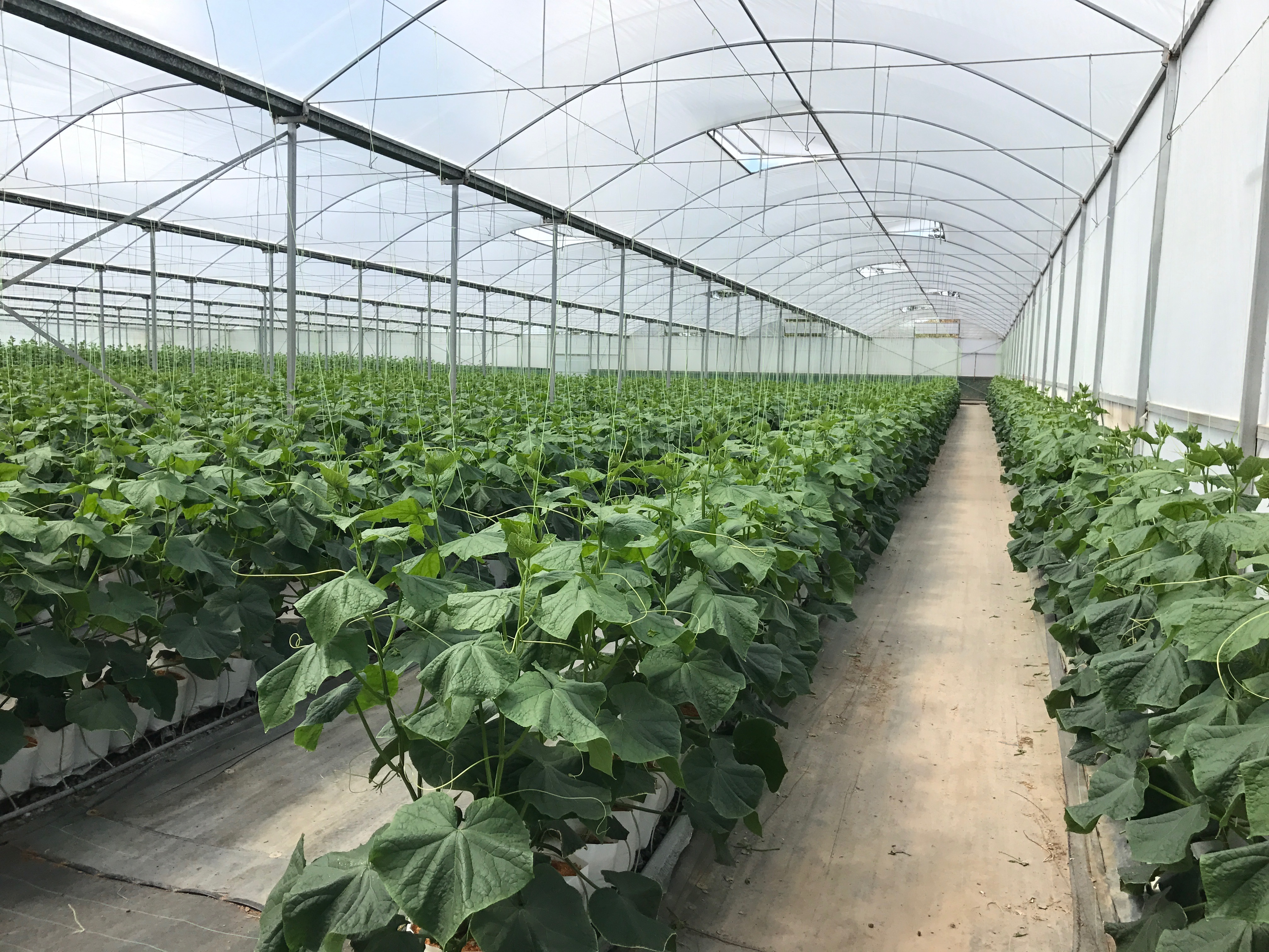 4248 GOODWOOD RD, ALLOWAY, 4670