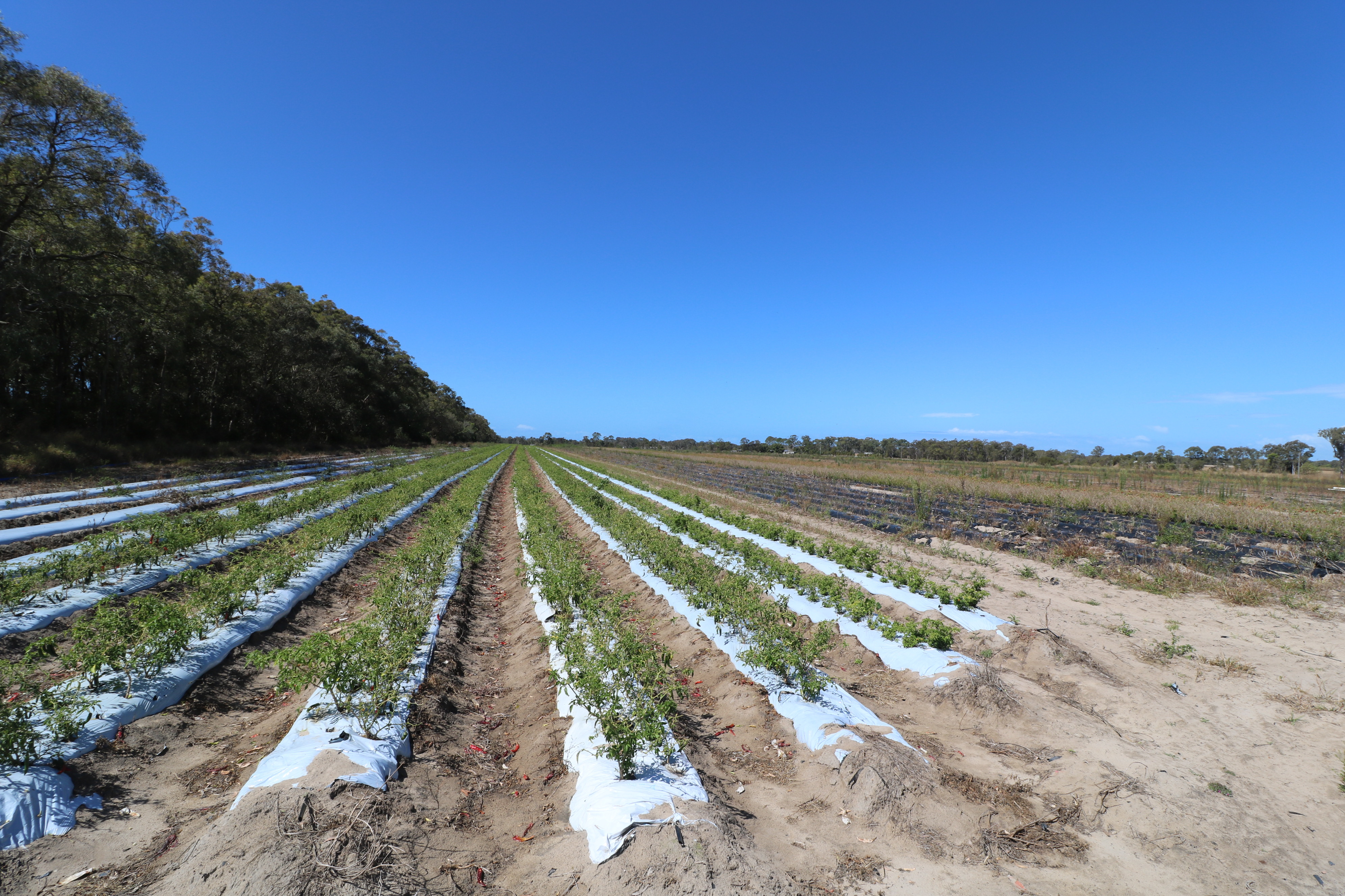 409 DR MAYS CROSSING RD, CALAVOS, 4670