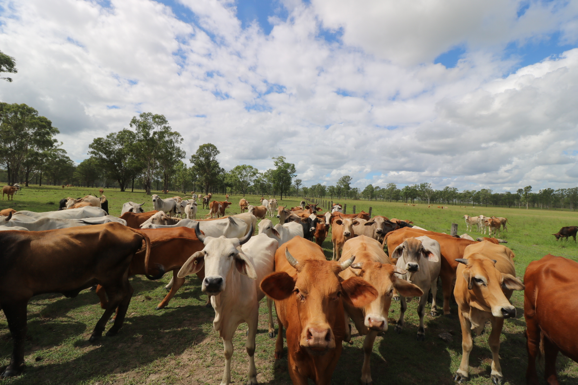 70 CLOYNE ROAD, DRINAN, 4671