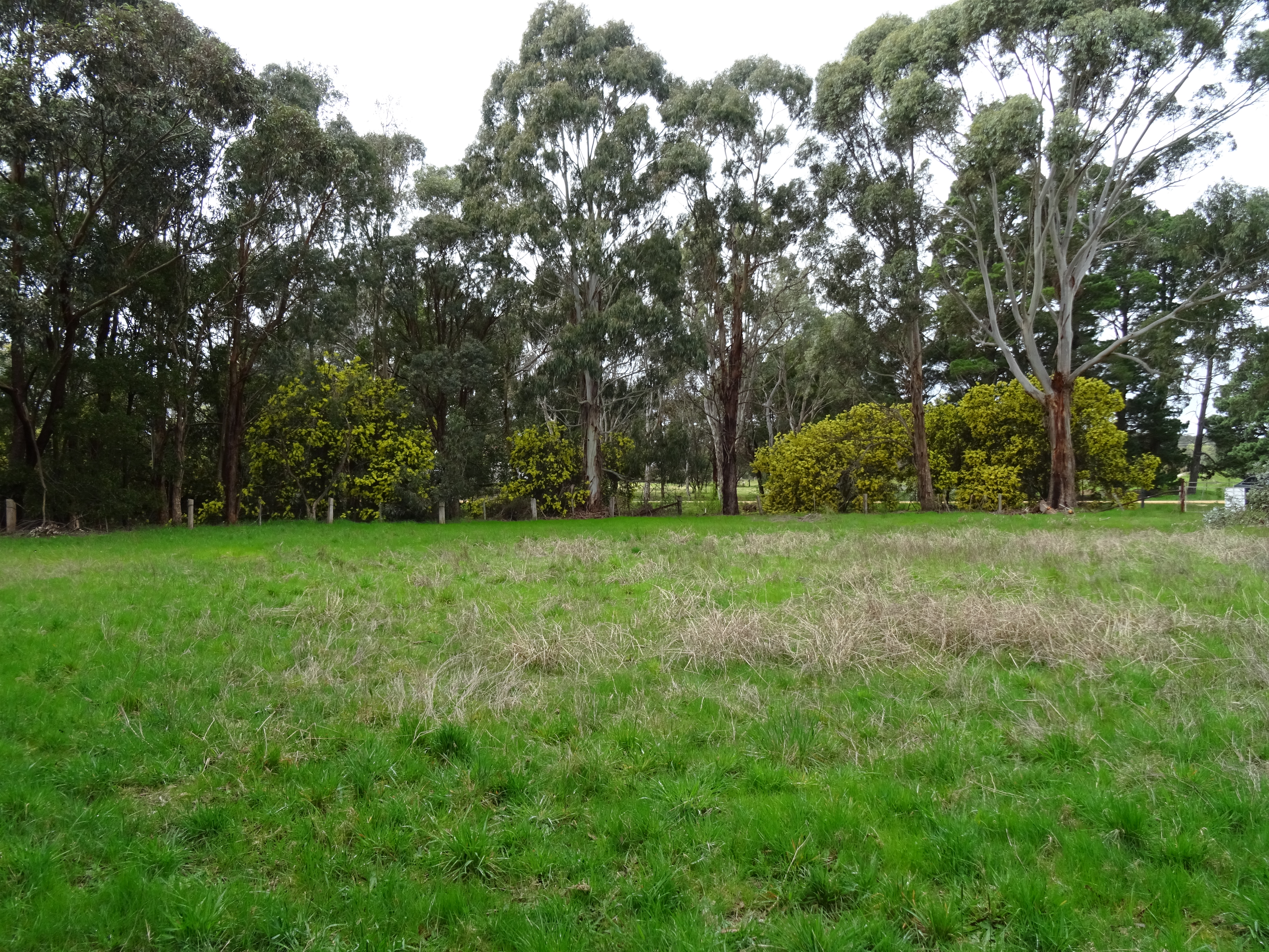 19 CLYDE STREET, SMYTHESDALE, 3351