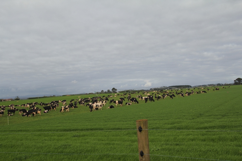 231 MENGHA ROAD, FOREST, 7330