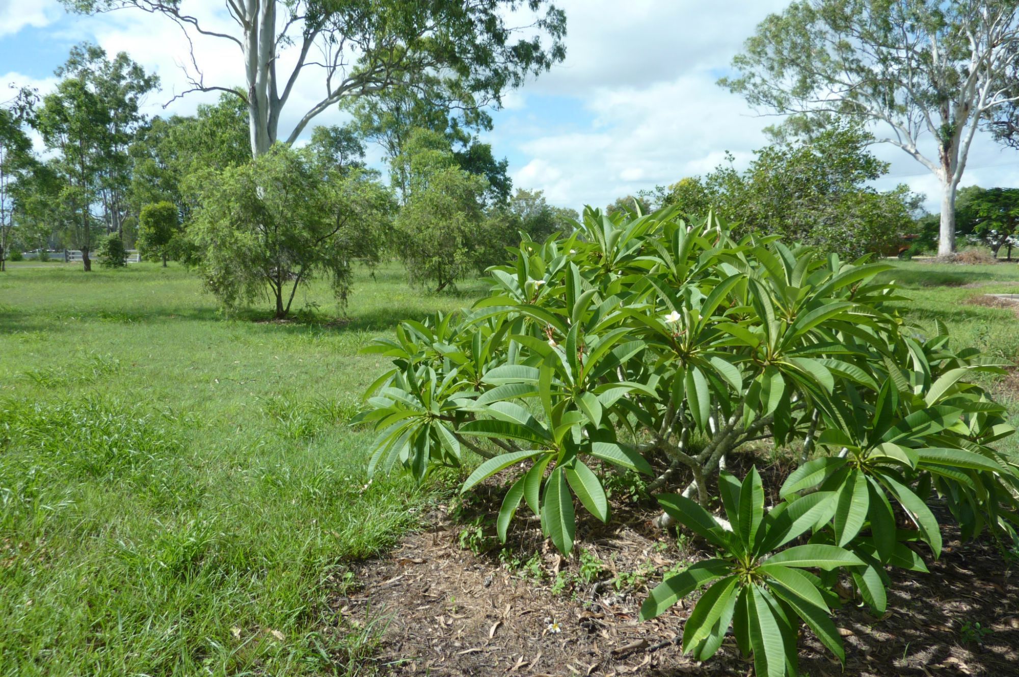 LOT 4,  10 GLADYS STREET, ST HELENS, 4650
