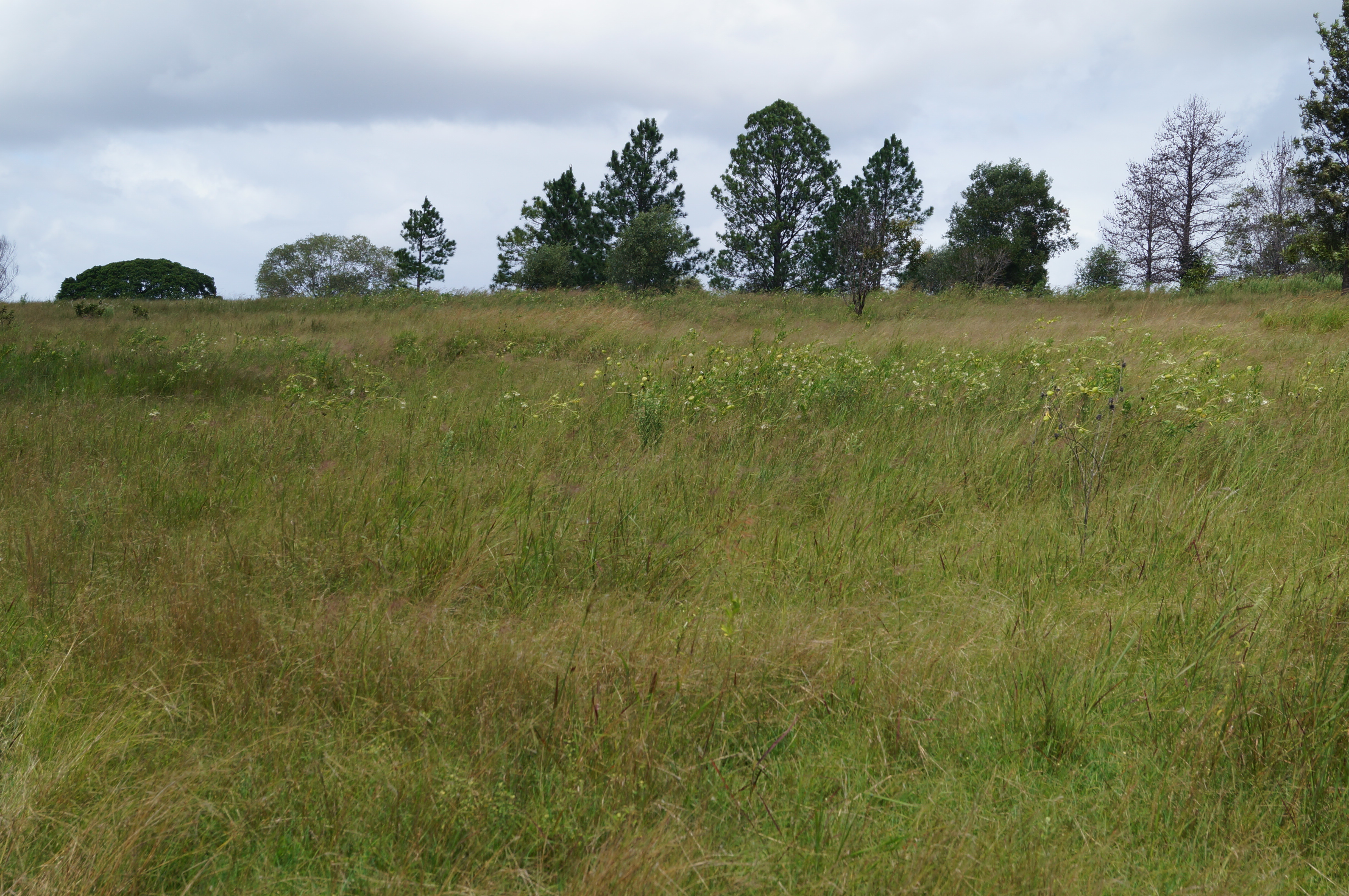 LOT 1/MUNGAR RD, MUNGAR, 4650