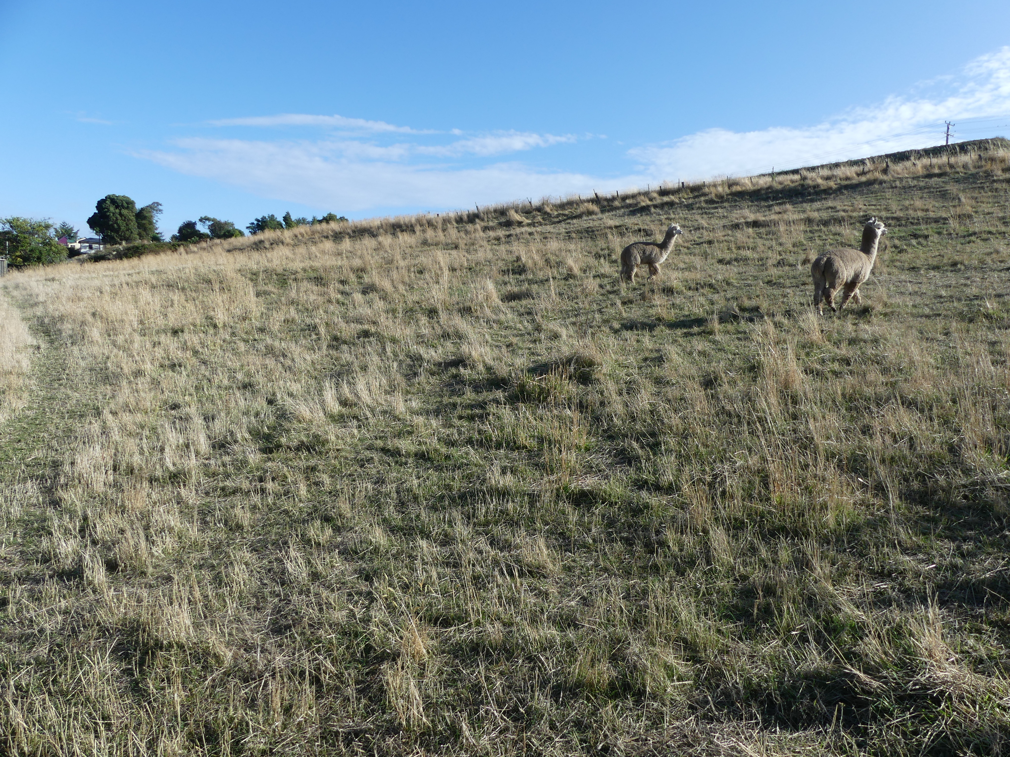 LOT 8 WESTBURY PLACE, DELORAINE, 7304