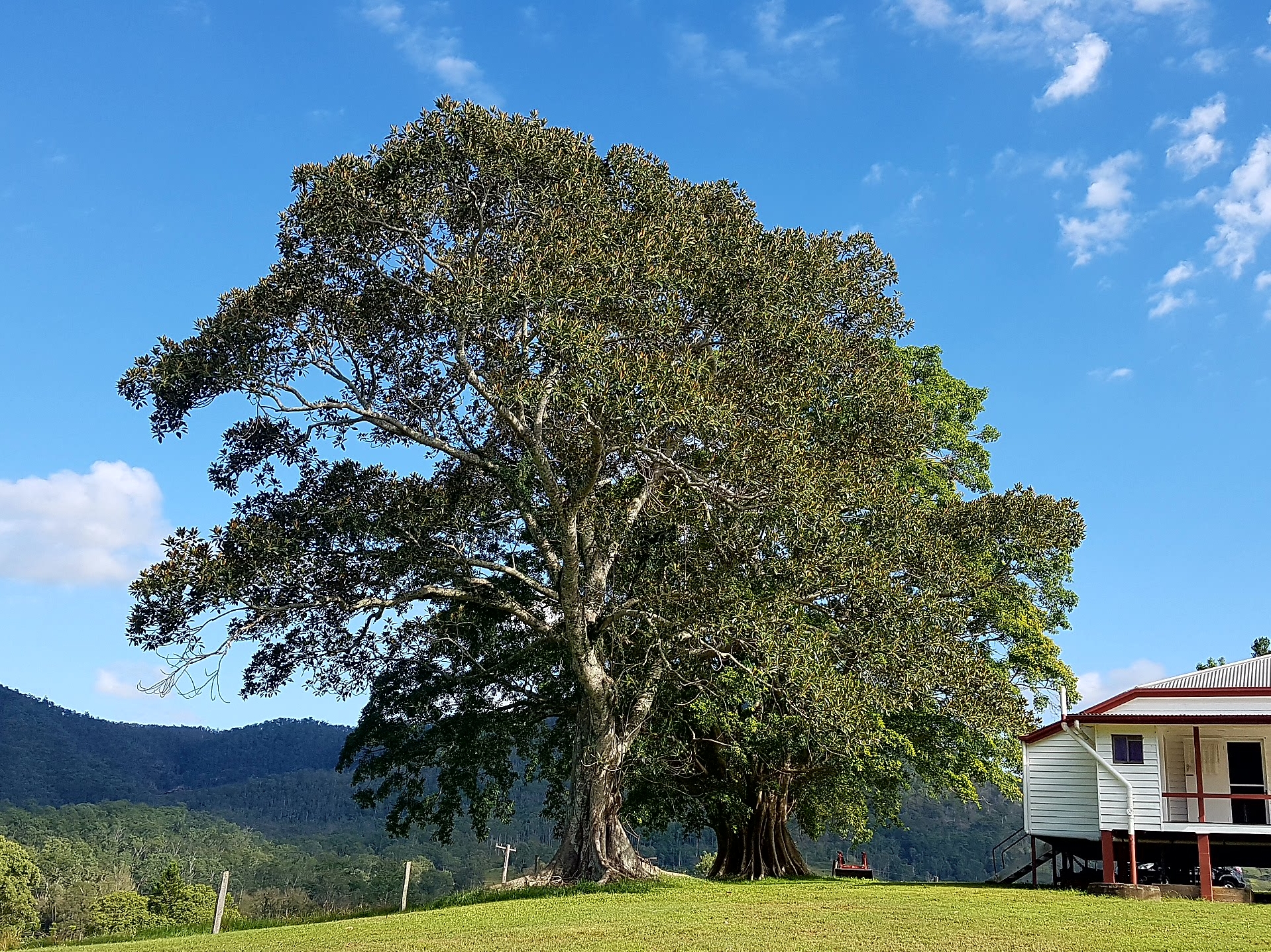 1606 MOUNT KILCOY ROAD, MOUNT KILCOY, 4515