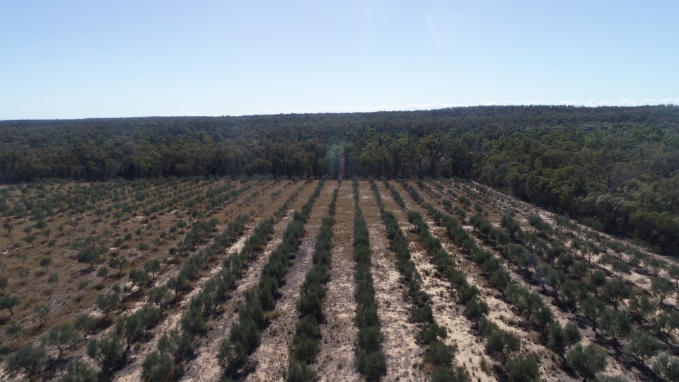 2 ROSEMARY COURT, FOREST RIDGE, 4357